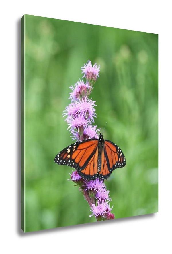 Canvas Monarch Butterfly