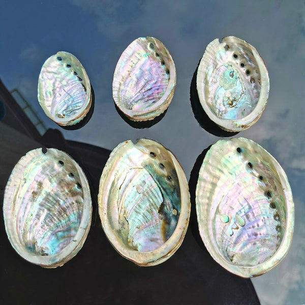 Natural Abalone Shell