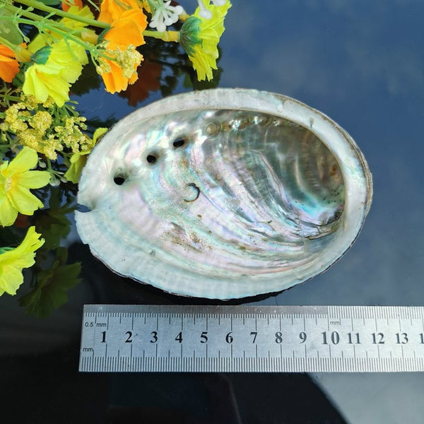 Natural Abalone Shell